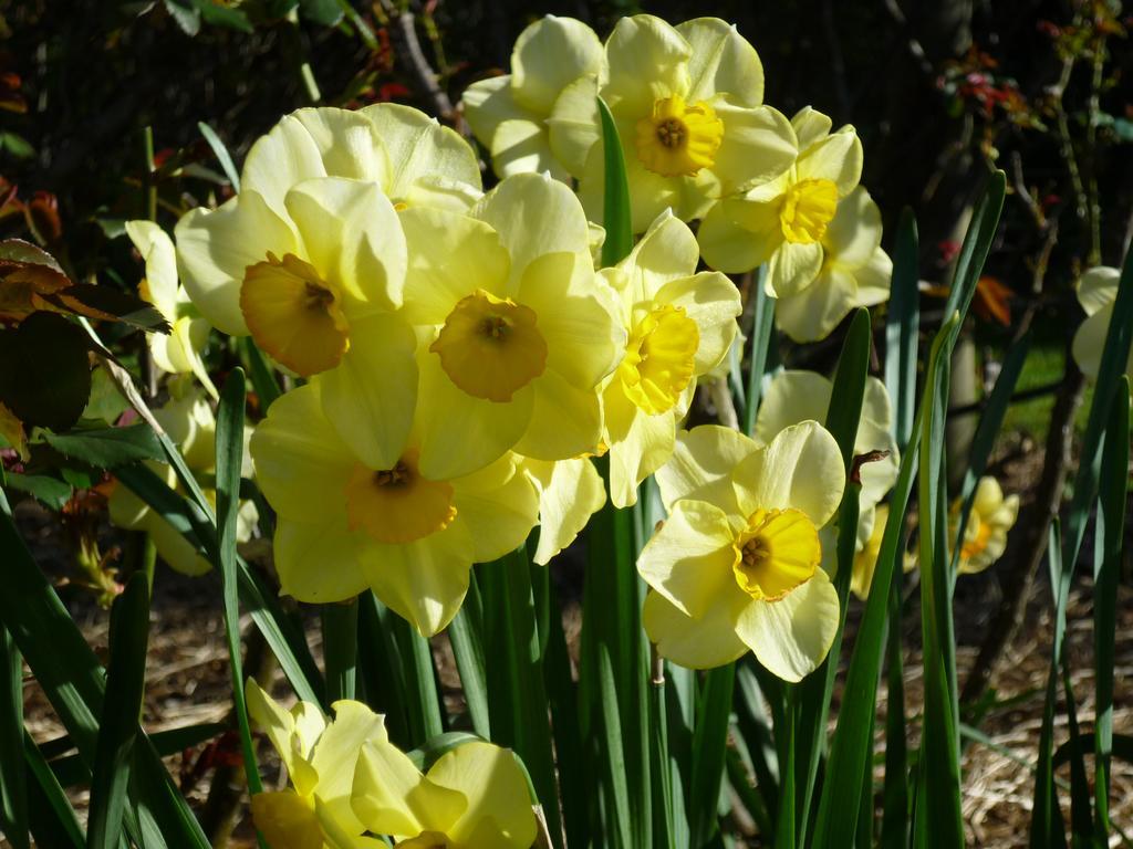 Wagners Cottages Swansea Quarto foto